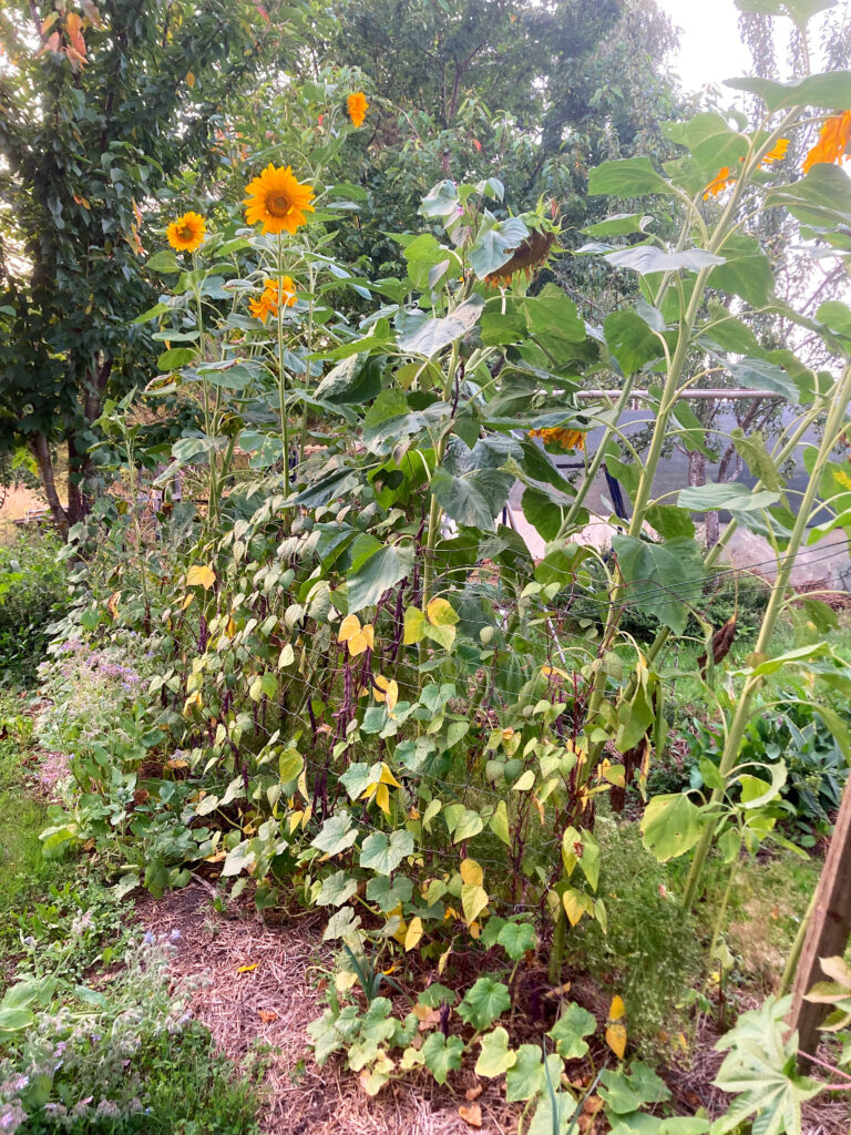 01 Camping Potager
