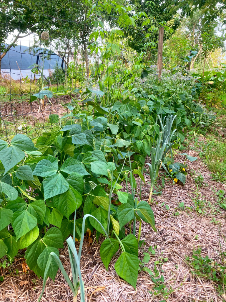 03 Camping Potager