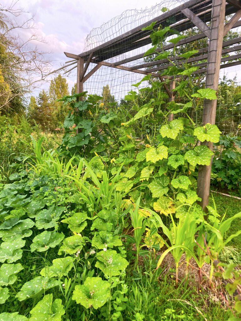 05 Camping Potager