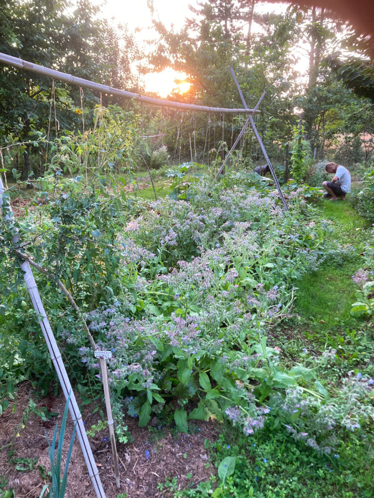 06 Camping Potager